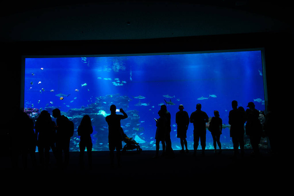 Люди стоять біля великого акваріума
 - Фото, зображення