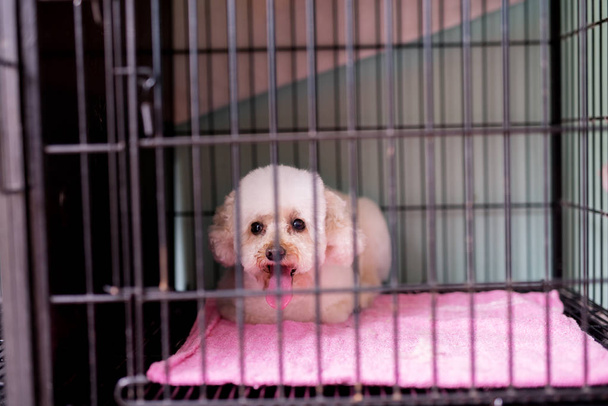 θλιβερή λευκό σκυλί κάθεται στο κλουβί εν αναμονή νέο ιδιοκτήτη να τον υιοθετήσει - Φωτογραφία, εικόνα