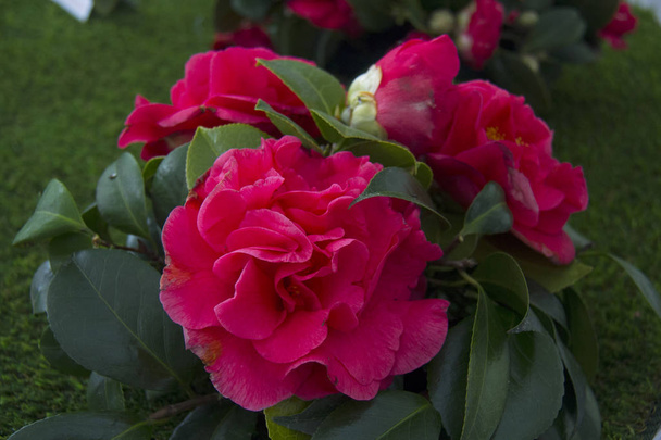Beautiful Camellias blooming with dark green leaves. - Photo, Image