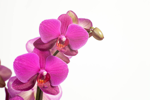 Brillante orquídea púrpura, rosa sobre un fondo blanco
. - Foto, Imagen