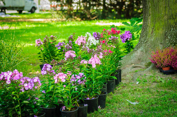 Летние цветы и травы в пластиковых горшках на улице
 - Фото, изображение