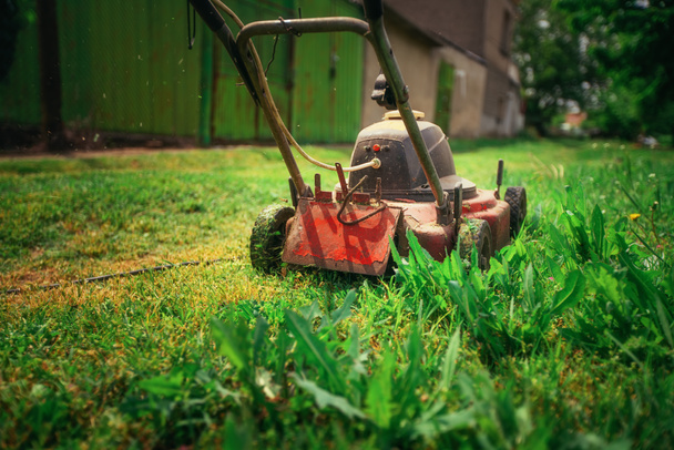 Cortador de grama cortando grama verde em backyard.Gardening fundo. - Foto, Imagem