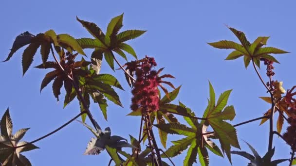 Ricinus communis, skočec obecný nebo ricinového oleje rostlin, je druh trvalky kvetoucích rostlin v rodině pryšec, pryšcovité. Je to jediný druh rodu, Ricinus a podkmene, Ricininae. - Záběry, video