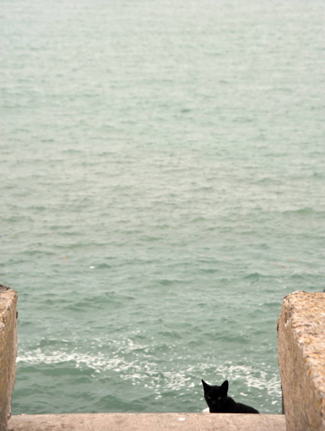  Kediler üzerinde deniz şehir Cadiz sahilinde. - Fotoğraf, Görsel