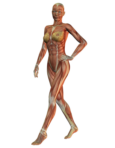 Anatomy and muscles of women in running - Photo, Image