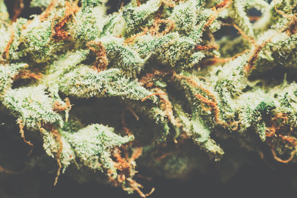 Macro-opname van een cannabis-bloem en schubben op het Matting vintage kleur - Foto, afbeelding