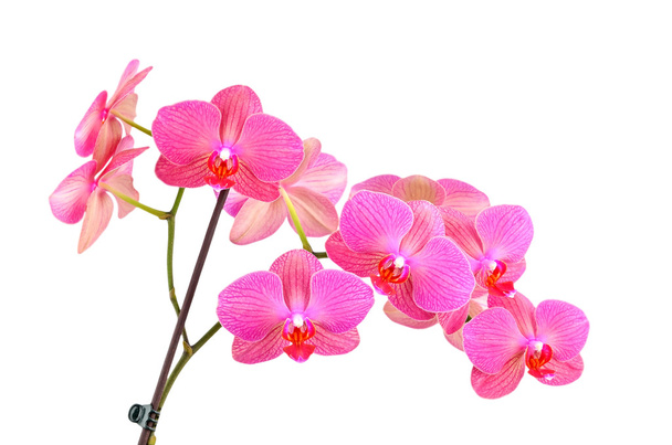 Flor de orquídea rosa
 - Foto, Imagen