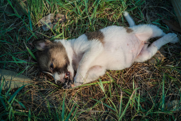 Tajskie szczeniaki Bangkaew Dog są w drewnianym pudełku na trawie  - Zdjęcie, obraz