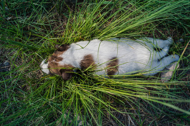 Тайська Bangkaew собака цуценят спати на траві - Фото, зображення