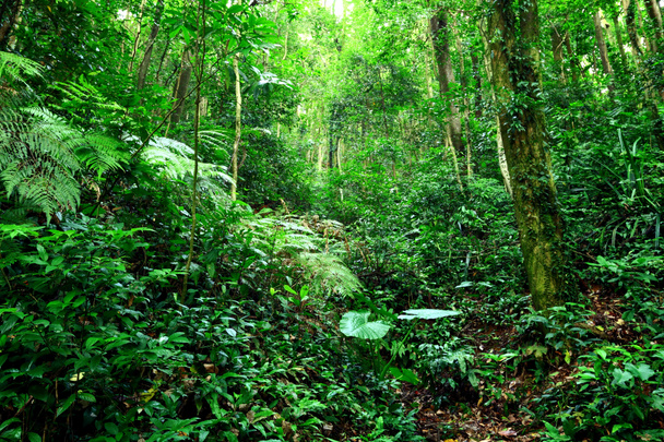 Jungle - Photo, image