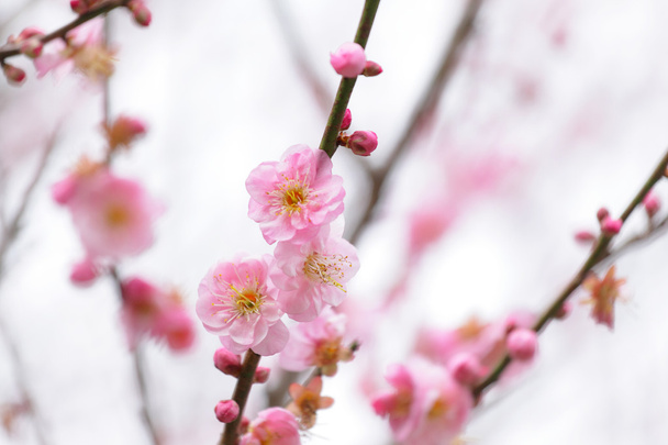 Flores de cerejeira - Foto, Imagem