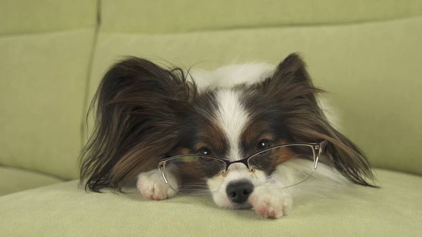 Σκύλος Papillon γυαλιά βρίσκεται στον καναπέ για τα πόδια του και να σκέφτεται - Φωτογραφία, εικόνα