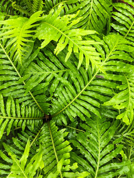 Folha de samambaia com gotas de chuva na floresta, Fundo de cor verde
 - Foto, Imagem