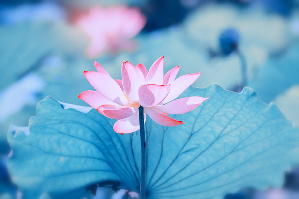 bloeiende lotusbloem in tuin vijver - Foto, afbeelding