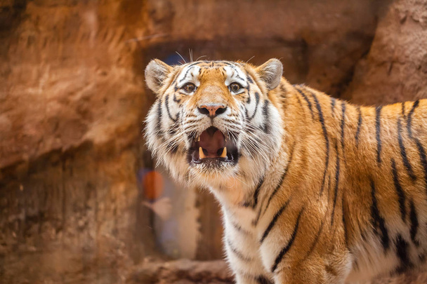 a coloured tiger portrait in a park - Photo, Image