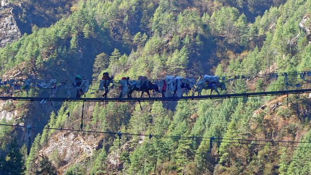 Yaks llevando carga en puente suspendido
. - Foto, imagen