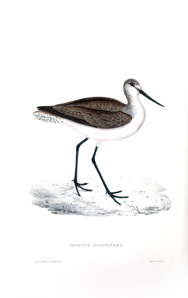 Illustration d'un oiseau. Un siècle d'oiseaux des montagnes Himalaya
. - Photo, image