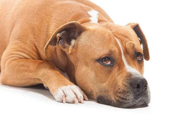 szomorú kutya stafforshire fehér háttér - Fotó, kép