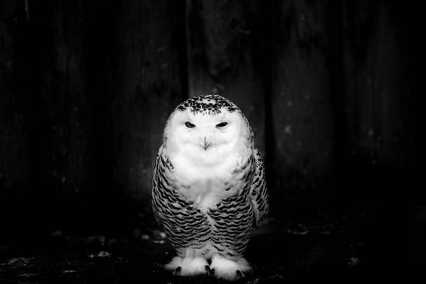 snowy owl - black and white image - Photo, Image