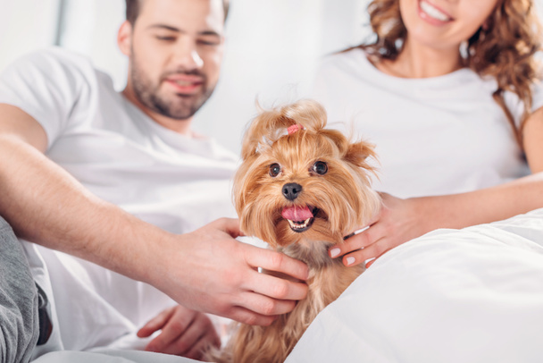 selective focus of couple in love with yorkshire terrier resting on bed together - Fotó, kép