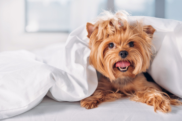 Close-up van schattige kleine yorkshire terrier liggend op bed bedekt met deken - Foto, afbeelding