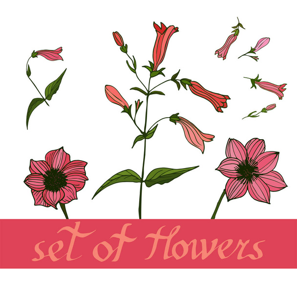Set of Flowers. Floral vector Illustration - Vektori, kuva