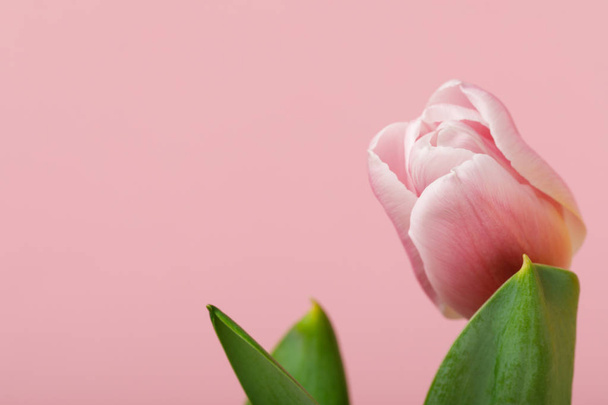 Spring flower tulip isolated on pink background - Foto, imagen