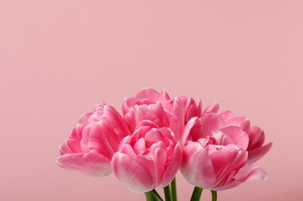 Bouquet of spring tulips isolated on pink background - Fotó, kép