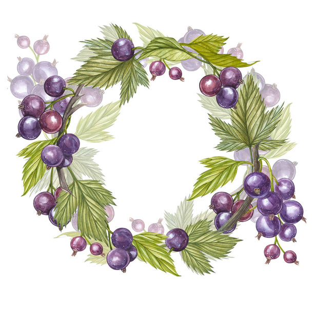 Hand-drawn watercolor wreath of flowers of Black currant and leaves illustration. Watercolor botanical illustration isolated on white background. - 写真・画像