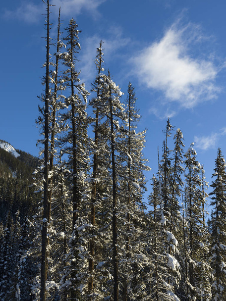 Зимой покрытые снегом деревья с горой, Изумрудное озеро, Национальный парк Йохо, Британская Колумбия, Канада
 - Фото, изображение