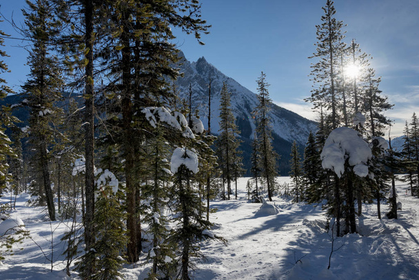Snow covered trees with mountain in winter, Emerald Lake, Field, British Columbia, Canada - Photo, Image