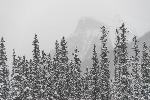Árboles cubiertos de nieve con montaña en el fondo, Johnson Canyon, Banff National Park, Alberta, Canadá
 - Foto, Imagen