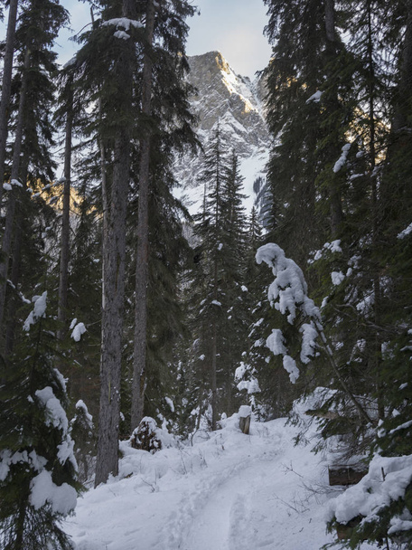 雪覆われた冬、エメラルド湖、ヨーホー国立公園、ブリティッシュ ・ コロンビア、カナダにおける経路の木 - 写真・画像