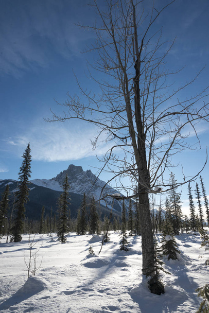 Árboles con montaña en invierno, Emerald Lake, Field, Columbia Británica, Canadá
 - Foto, imagen