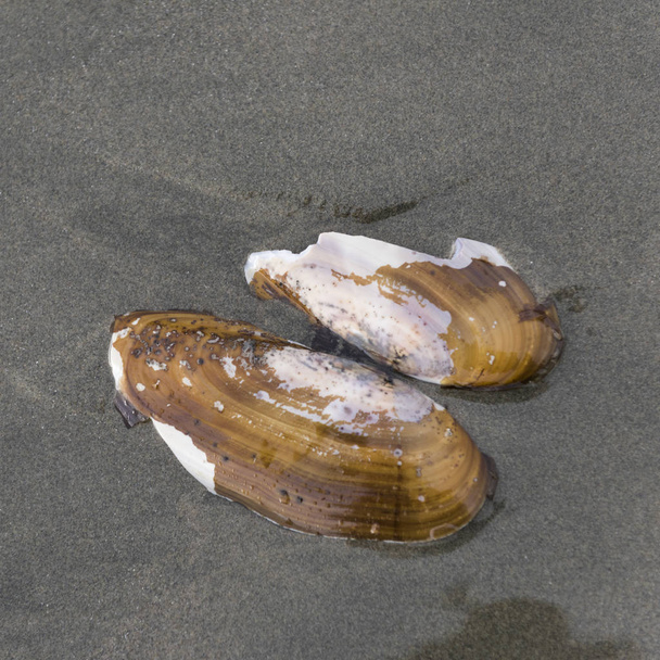 Seashell on sand, Cox Bay, Réserve de parc national Pacific Rim, Tofino, Île de Vancouver, Colombie-Britannique, Canada
 - Photo, image
