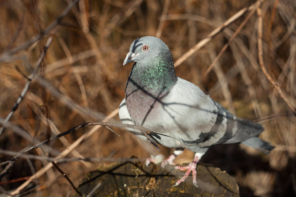 Portrait of a pigeon made close up. - Photo, Image