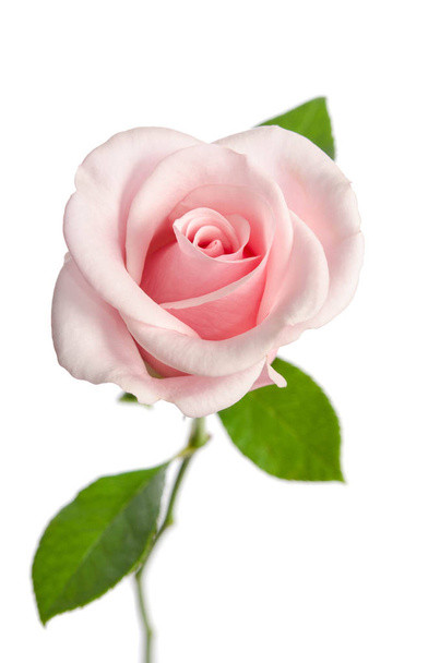 single pink rose isolated on white background - Fotó, kép