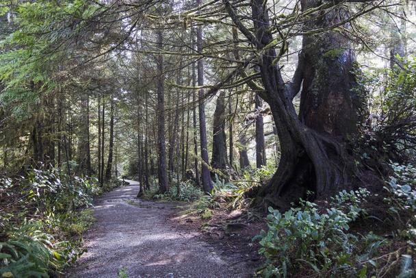 Chemin de terre traversant la forêt, réserve de parc national Pacific Rim, Tofino, île de Vancouver, Colombie-Britannique, Canada
 - Photo, image