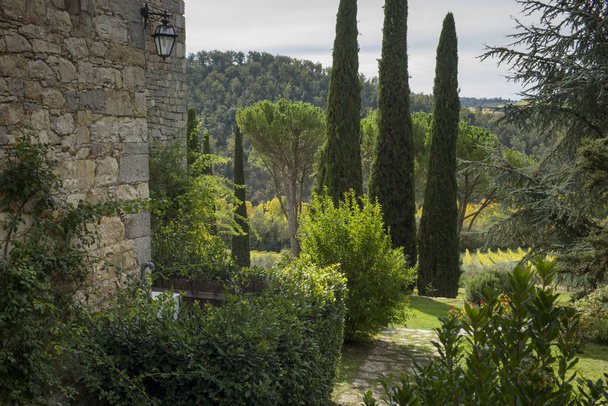 Trees growing in backyard, Gaiole in Chianti, Tuscany, Italy - Photo, Image