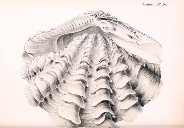 Иллюстрация ракушек. Conchologia iconica, или, Иллюстрации раковин моллюсков
. - Фото, изображение
