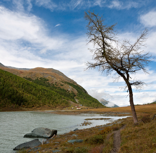 Tree at the river bank - Foto, Imagem
