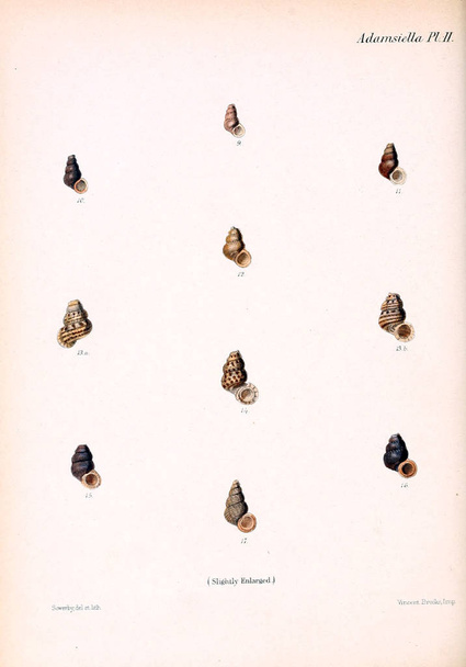 Illustration de coquillages. Conchologia iconica, ou, Illustrations des coquilles d'animaux mollusques
. - Photo, image