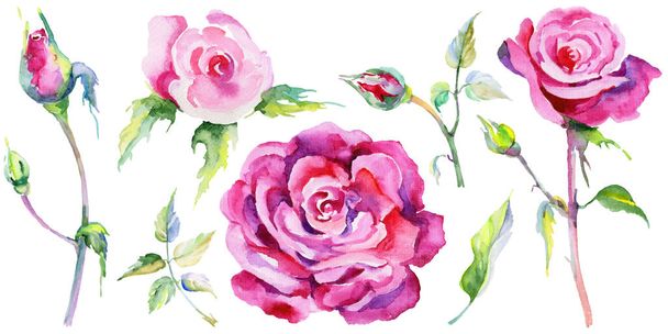 Flor silvestre rosa flor en un estilo de acuarela aislado
. - Foto, Imagen