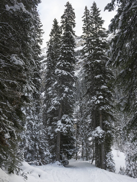 雪の森の中のトレイルをカバー木、レイク ・ ルイーズ、バンフ国立公園、アルバータ、カナダ - 写真・画像