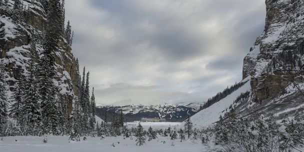 Pokryte śniegiem drzewa, Lake Louise Banff National Park, Alberta, Kanada - Zdjęcie, obraz