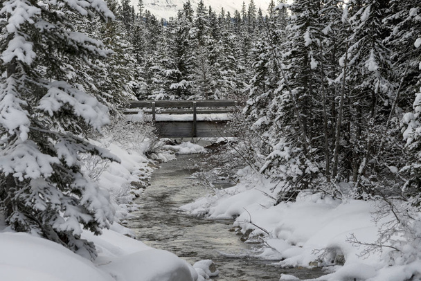 Ruisseau coulant dans une forêt enneigée, Lake Louise, parc national Banff, Alberta, Canada
 - Photo, image