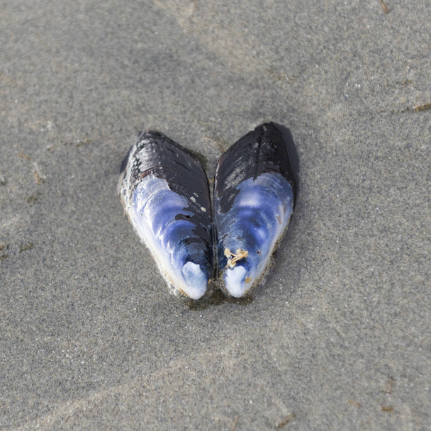 Seashell on sand, Cox Bay, Réserve de parc national Pacific Rim, Tofino, Île de Vancouver, Colombie-Britannique, Canada
 - Photo, image