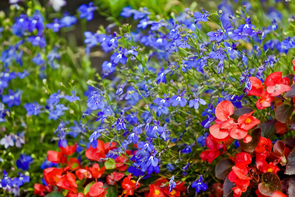 Blue lobelia flowers in the park - Photo, Image