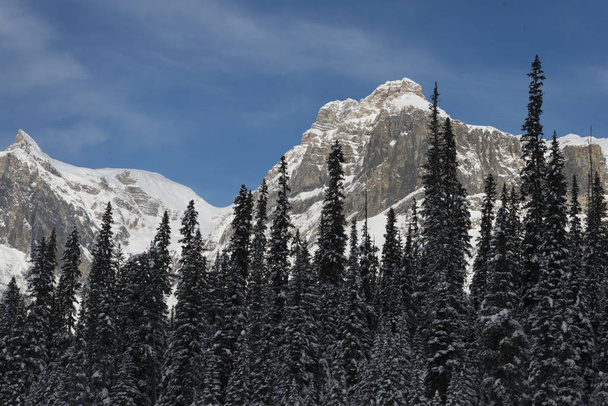 Зимой покрытые снегом деревья с горой, Изумрудное озеро, Поле, Британская Колумбия, Канада
 - Фото, изображение