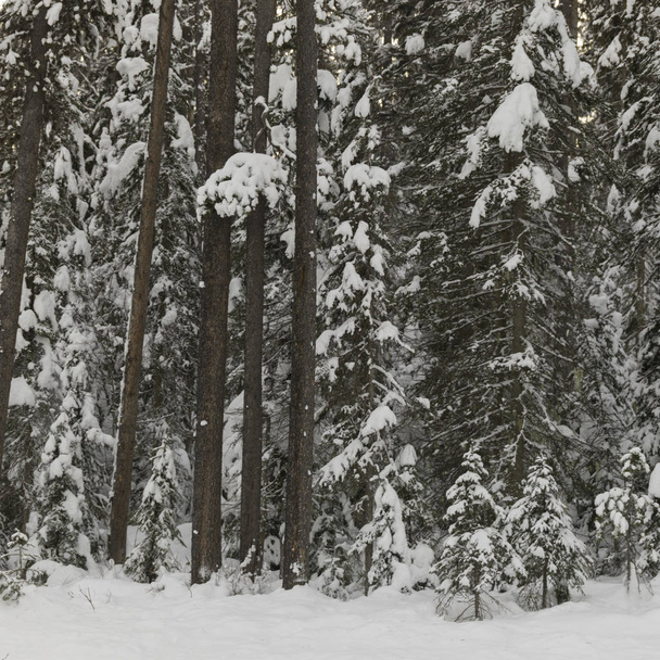 schneebedeckte Bäume im Winter, smaragdgrüner See, Yoho-Nationalpark, britische Kolumbia, Kanada - Foto, Bild